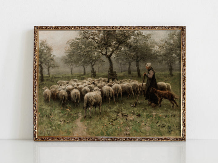 Sheep
