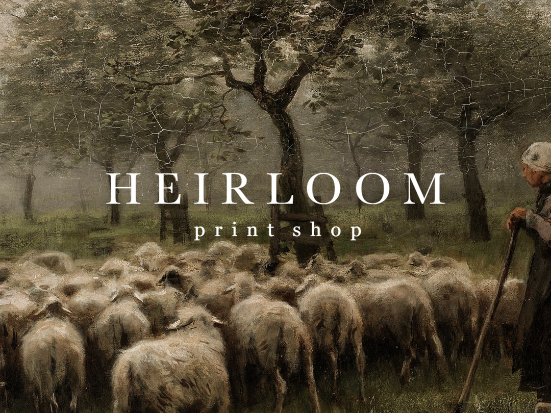 Sheep