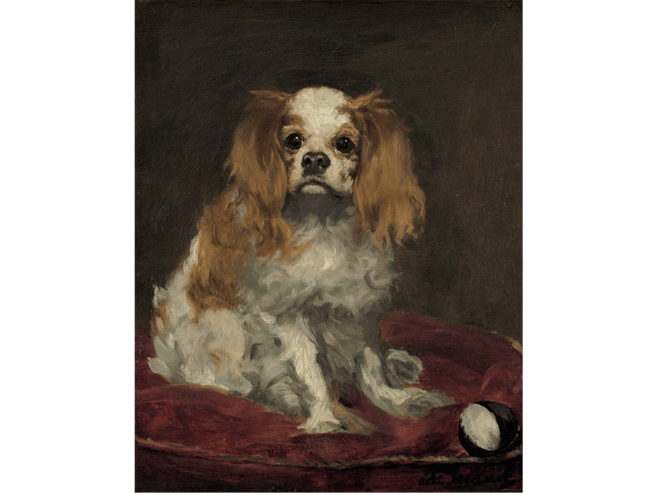 Spaniel