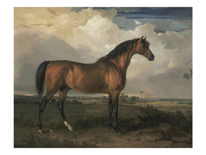 Stallion