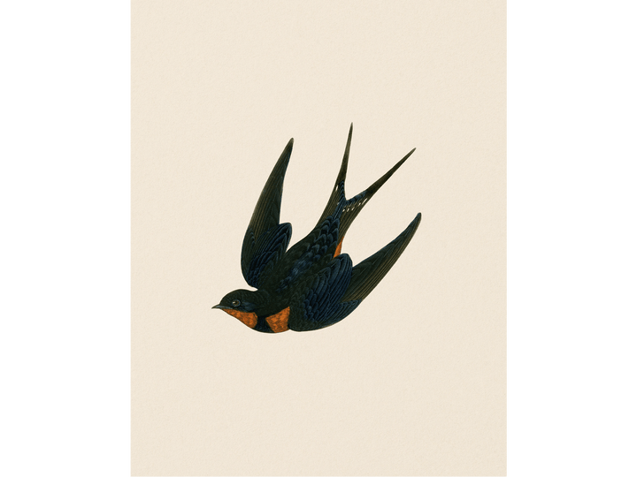 Swallow