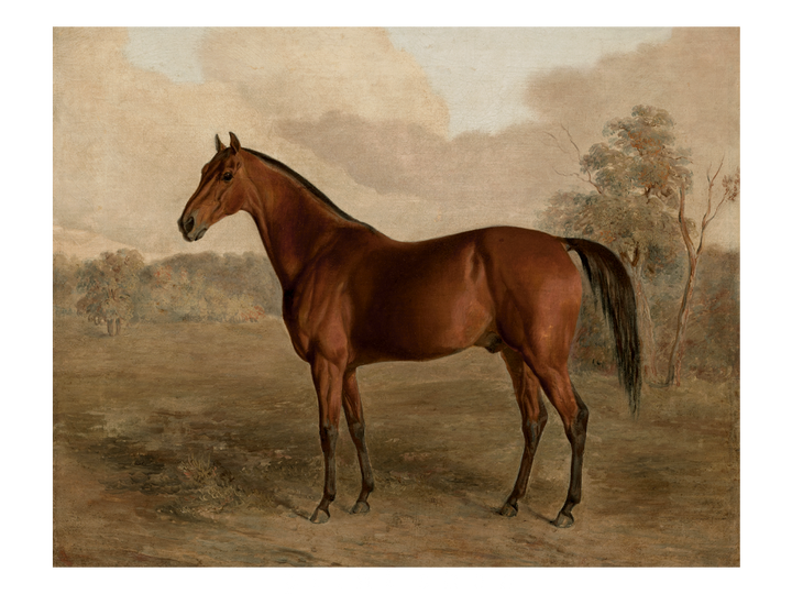 Thoroughbred