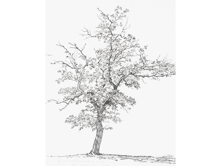 Tree Sketch