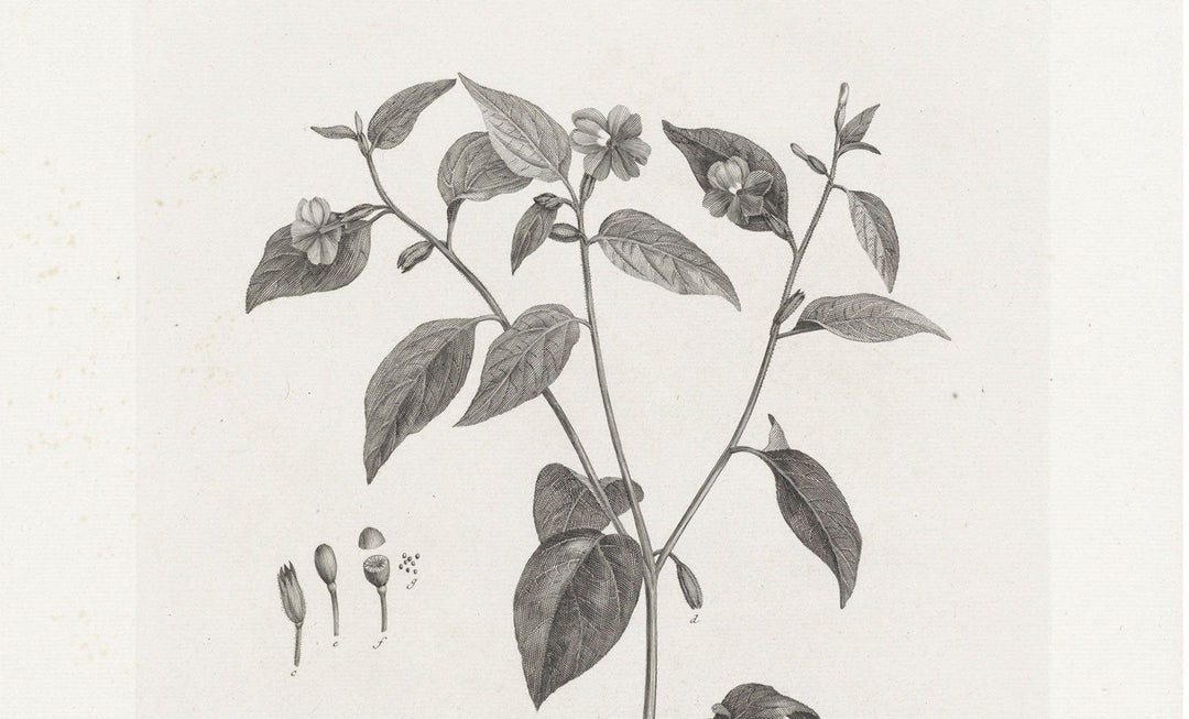Vintage Botanical Art Prints