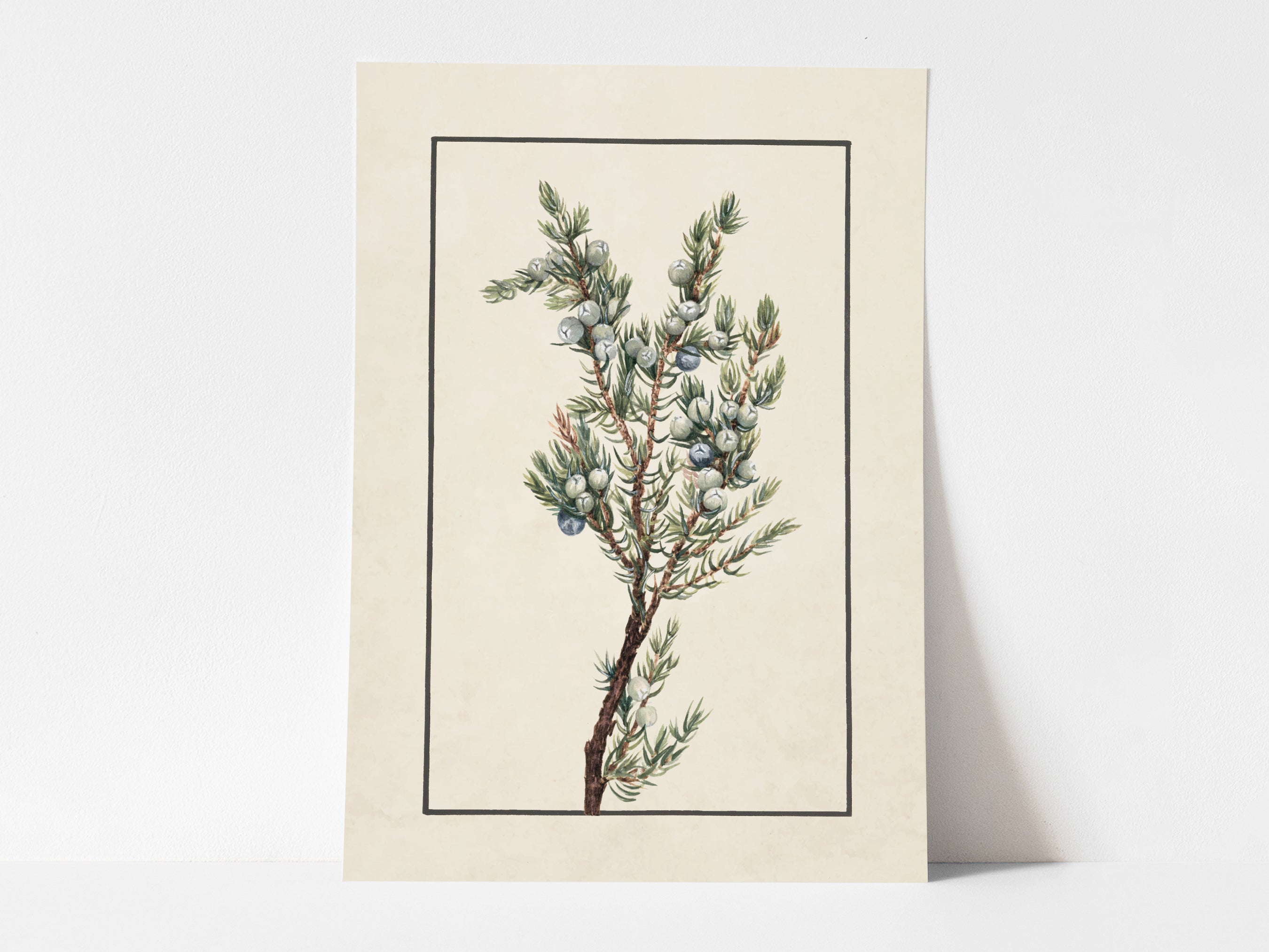Botanical Art Prints – Heirloom Print Shop