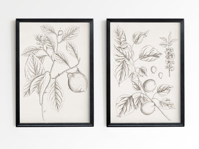 Branches