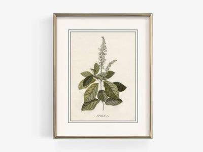 Flora