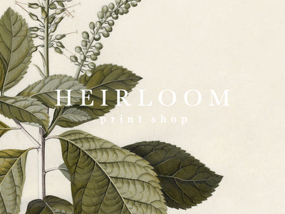 Flora