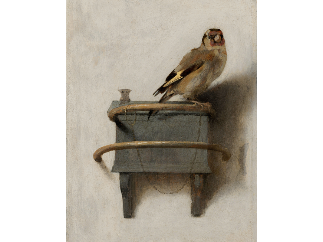 Goldfinch