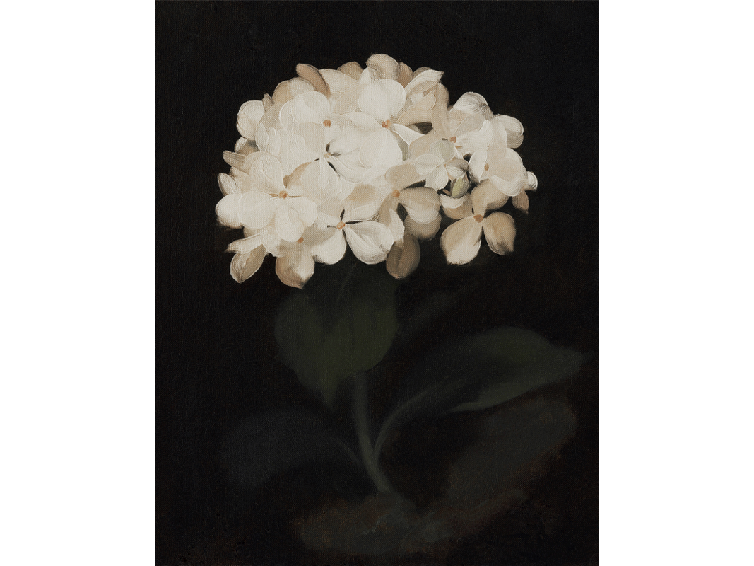 Hydrangea