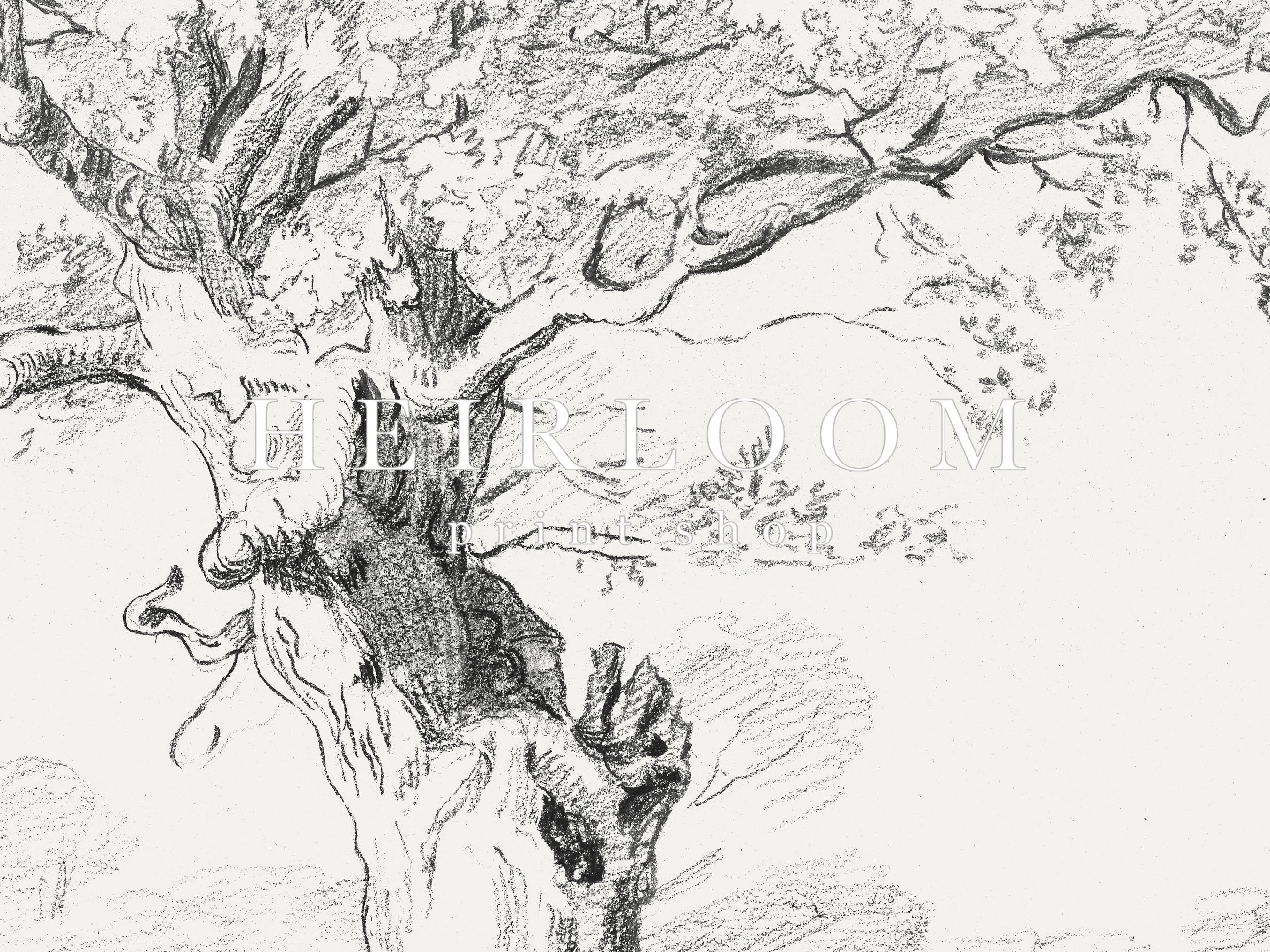 How to Draw an Oak Tree: Pencil Drawing Fast Version - YouTube