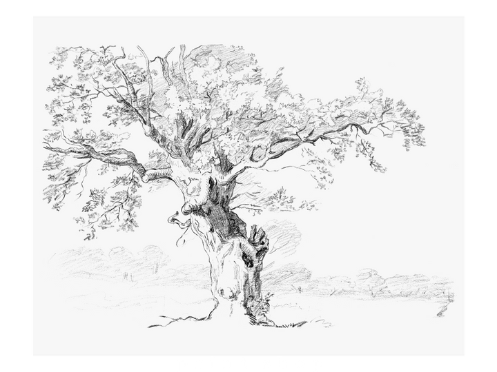 Oak Tree - 8x10