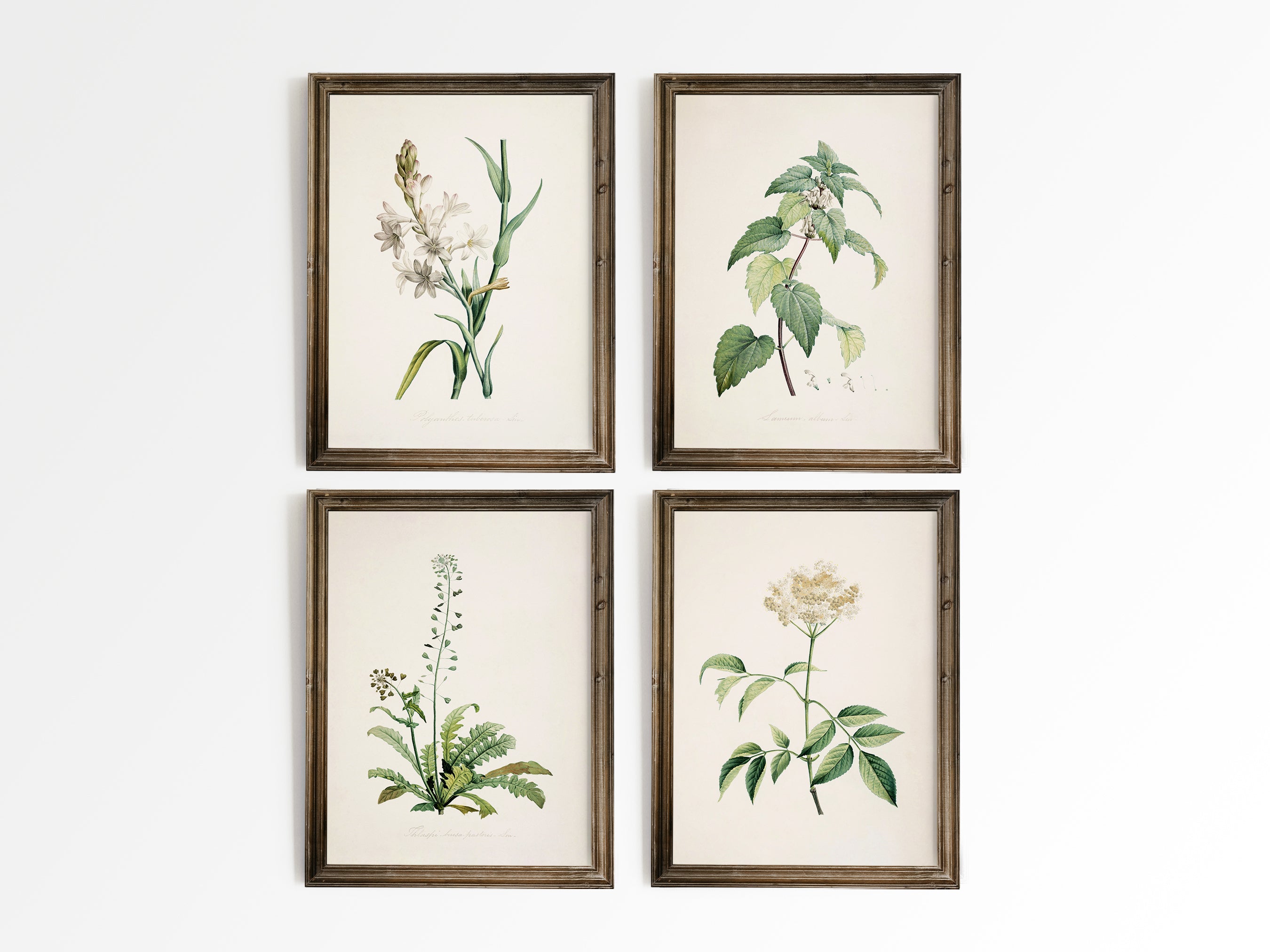 Old Botanicals – Heirloom Print Shop