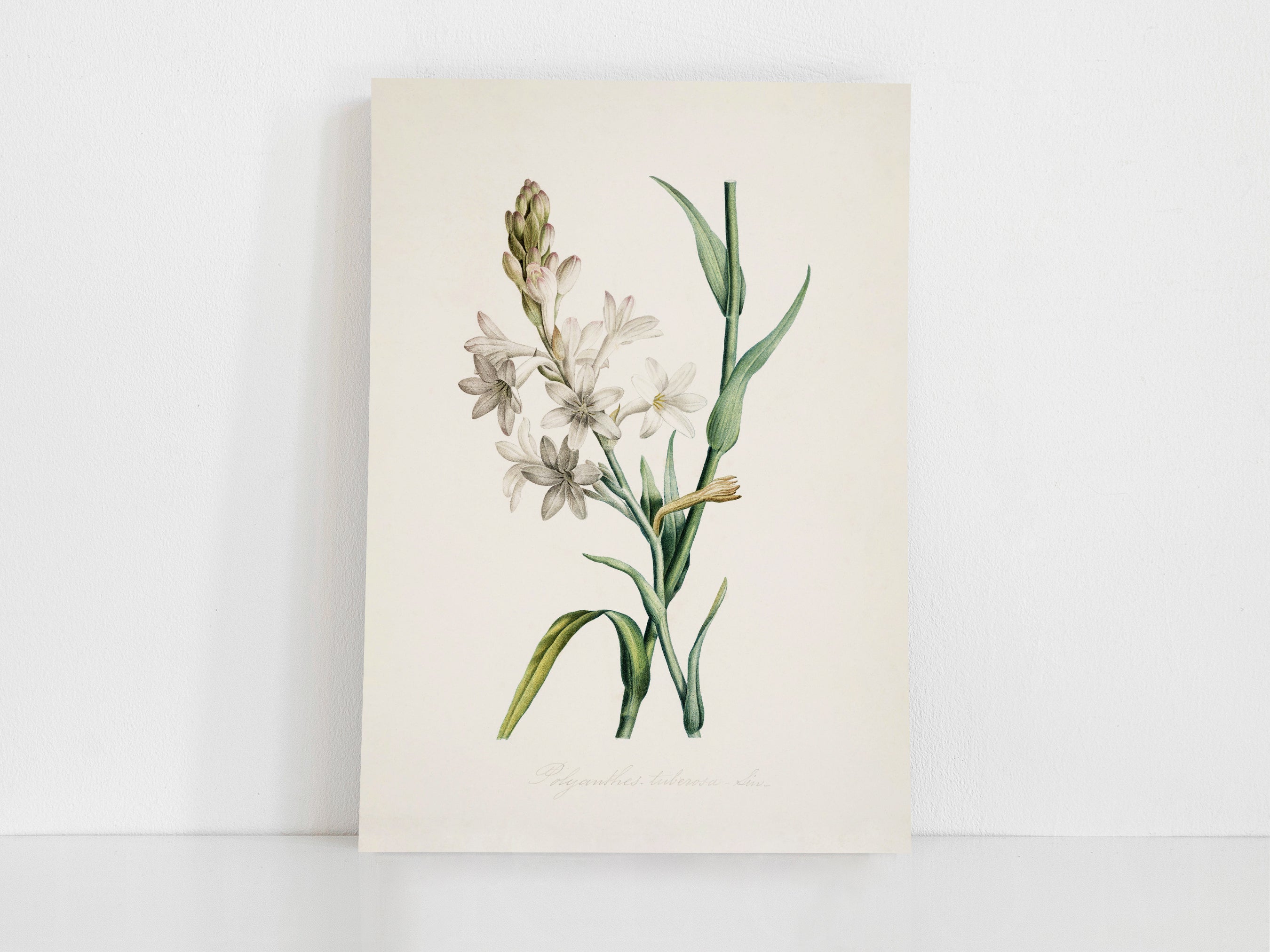 Old Botanicals – Heirloom Print Shop