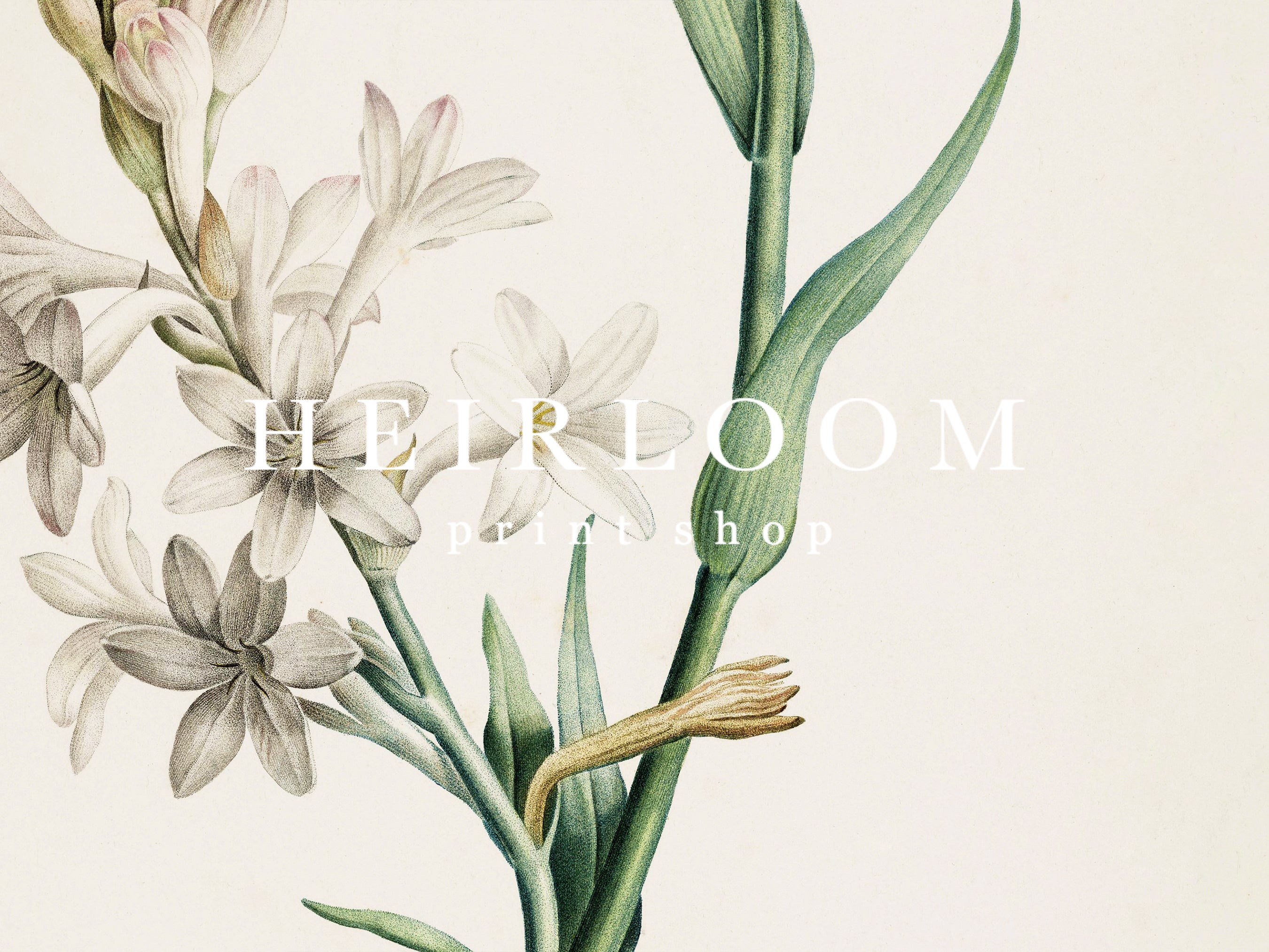 Old Botanicals – Heirloom Print Shop