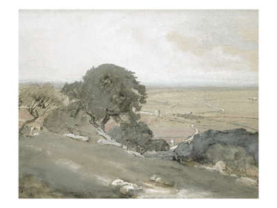 Olive Trees