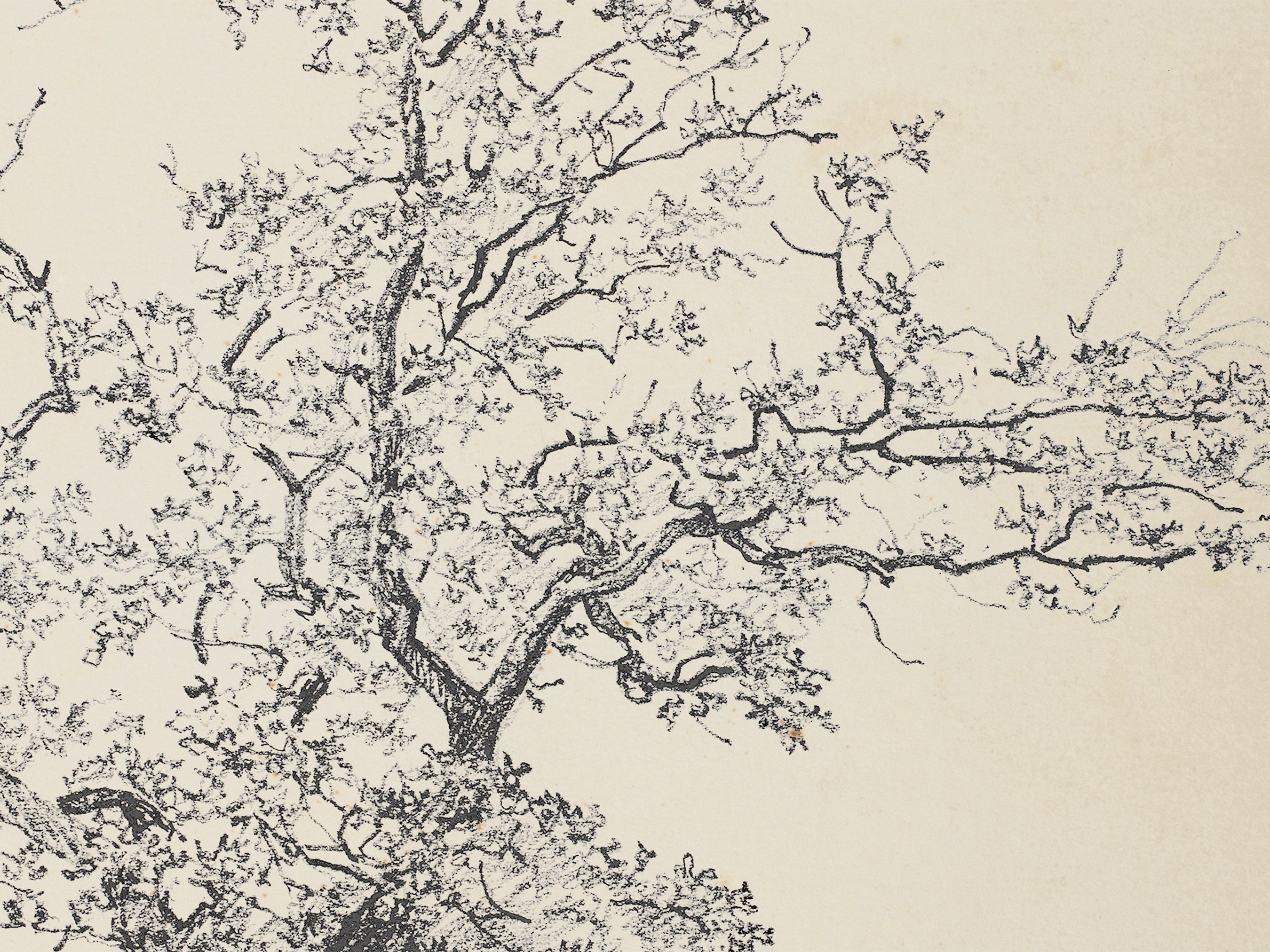 Tree Sketch – Heirloom Print Shop