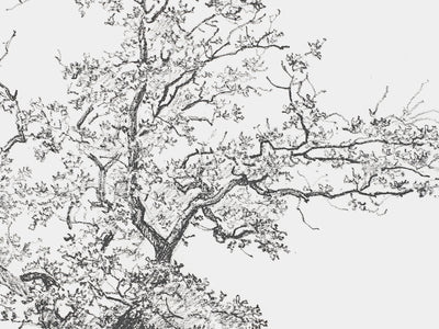 Tree Sketch Set