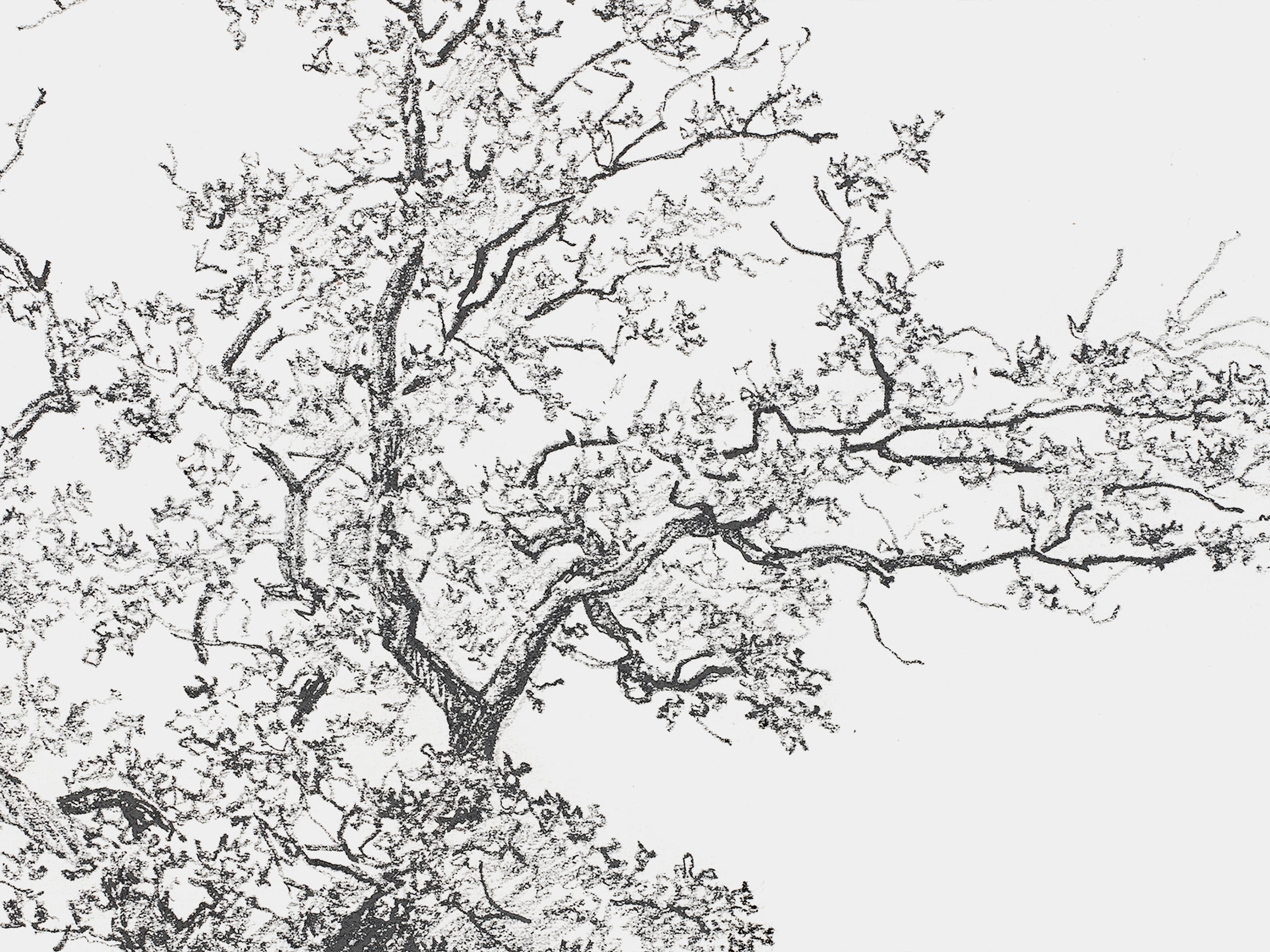 Tree Sketch – Heirloom Print Shop